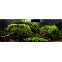 Juncus repens