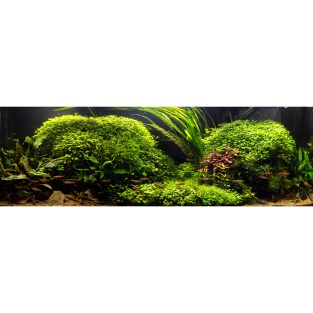 Juncus repens