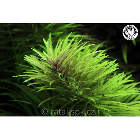 Limnophila aromatica