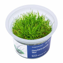 Eleocharis parvula in vitro
