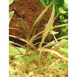 Cryptocoryne albida 2