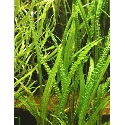 Cryptocoryne balansae 2