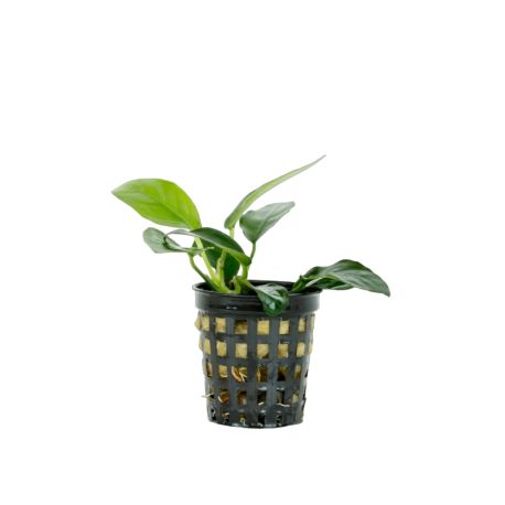 Anubias barteri nana