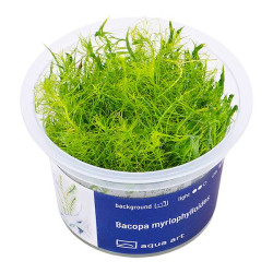 Bacopa myriophylloides in vitro