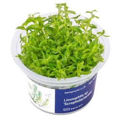 Limnophila sp. 'scrophulariaceae'  in vitro
