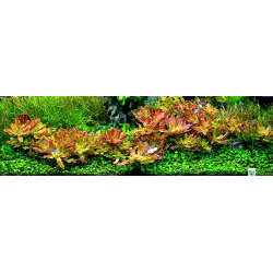 Ludwigia sphaerocarpa "Pilosa" in vitro 2