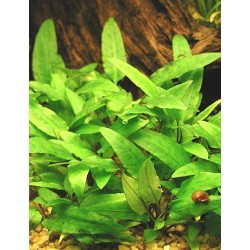 Cryptocoryne wendtii green 2