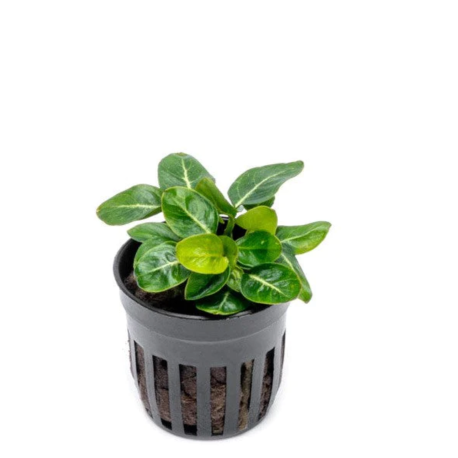 Anubias  stardust