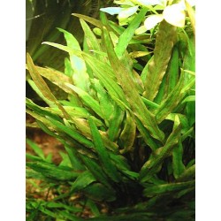 Cryptocoryne lutea 2