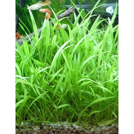 Echinodorus latifolius