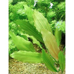 Echinodorus Rose 2
