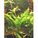 Echinodorus amazonicus