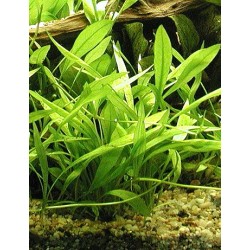 Echinodorus austroamericanus 2
