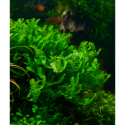 Pelia moss - monoselenium tennerum