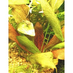 Echinodorus Krapčatnyj 2