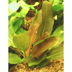 Echinodorus Lena 2