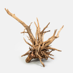 Kongo wood