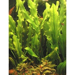 Echinodorus major 2