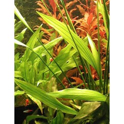 Echinodorus palaefolius 2