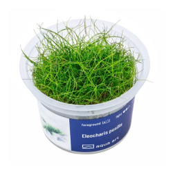 Eleocharis pusila in vitro