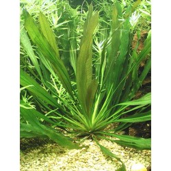 Echinodorus uruguyanensis 2