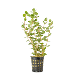 Rotala Ceylon