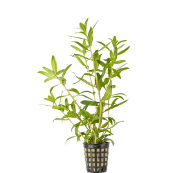 Proserpinaca palustris