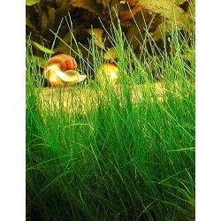 Eleocharis acicularis - kobereček 2