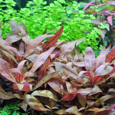 Alternanthera reineckii 'Mini'