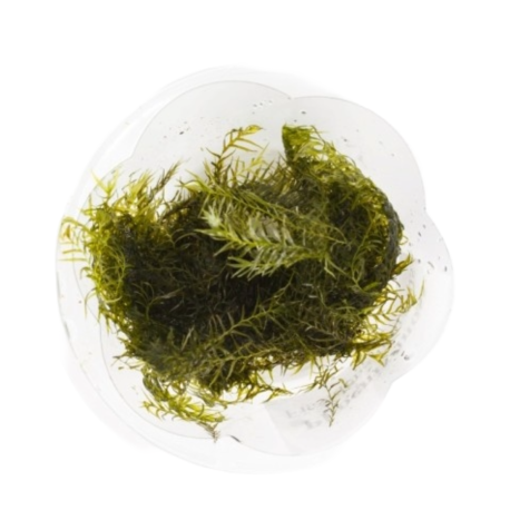 Phoenix moss