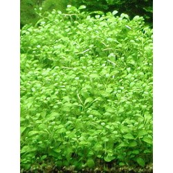 Glossostigma elatinoides 2
