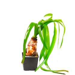 Crinum thaianum