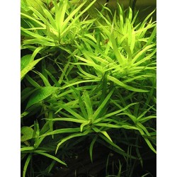 Heteranthera zosterifolia 2