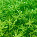Rotala rotundifolia green