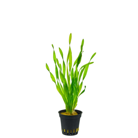 Vallisneria Torta