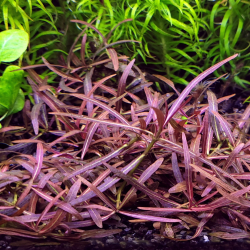 Hygrophila sp. 'Araguaia' 2