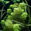 Limnophila sessiliflora