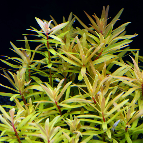 Nesea sp. 'Gold'