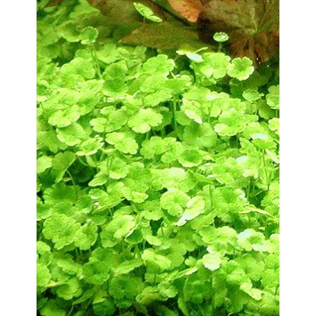 Hydrocotyle dissecta