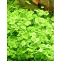 Hydrocotyle dissecta
