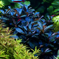 Bucephalandra Theia 2