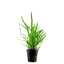 Microsorum pteropus "Needle Leaf"