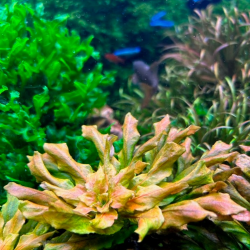Ludwigia pilosa 2