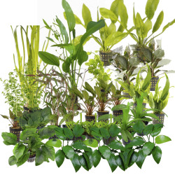 Kolekce rostlin pro spolecenske akvarium 300l