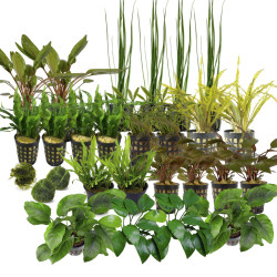 Kolekce rostlin pro nenarocne akvarium 300l