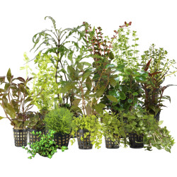 Kolekce rostlin pro holandske akvarium 100l