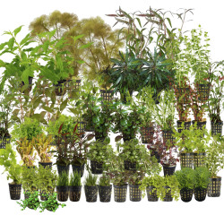 Kolekce rostlin pro holandske akvarium 400l