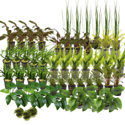 Kolekce rostlin pro nenarocne akvarium 500l