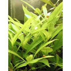 Hygrophila siamensis 2