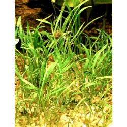 Lilaeopsis novae zelandiae 2